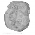 KNM-KP 30502D Australopithecus anamensis LRM3 occlusal