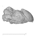 KNM-KP 30502E Australopithecus anamensis LLM3 buccal