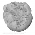 KNM-KP 30502E Australopithecus anamensis LLM3 occlusal