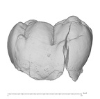 KNM-KP 31712J Australopithecus anamensis LRM1 buccal