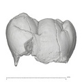 KNM-KP 31712K Australopithecus anamensis LLM1 buccal