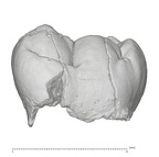 KNM-KP 31712K Australopithecus anamensis LLM1 buccal