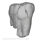 KNM-KP 31717A Australopithecus anamensis ULM3 buccal