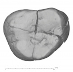 KNM-KP 31717A Australopithecus anamensis ULM3 occlusal
