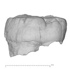 KNM-KP 31717B Australopithecus anamensis LRM3 buccal