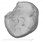 KNM-KP 31717B Australopithecus anamensis LRM3 occlusal