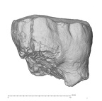 KNM-KP 31723 Australopithecus anamensis URM3 buccal