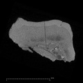 KNM-KP 31723 Australopithecus anamensis URM3 ct slice