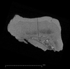 KNM-KP 31723 Australopithecus anamensis URM3 ct slice