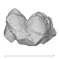 KNM-KP 31728 Australopithecus anamensis LLM1 buccal