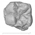KNM-KP 31728 Australopithecus anamensis LLM1 occlusal