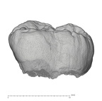 KNM-KP 34725G Australopithecus anamensis URM2 buccal