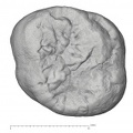 KNM-KP 34725G Australopithecus anamensis URM2 occlusal