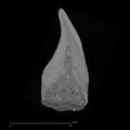 KNM-KP 34725H Australopithecus anamensis LLI1 ct slice