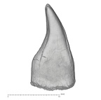 KNM-KP 34725H Australopithecus anamensis LLI1 distal