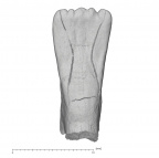 KNM-KP 34725H Australopithecus anamensis LLI1 lingual