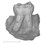 KNM-KP 34725R Australopithecus anamensis LRM1 buccal