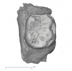KNM-KP 34725R Australopithecus anamensis LRM1 occlusal