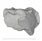KNM-KP 34725S Australopithecus anamensis LLM1 buccal