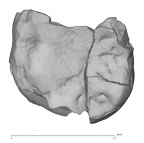 KNM-KP 34725S Australopithecus anamensis LLM1 occlusal