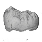 KNM-KP 34725T Australopithecus anamensis LLM2 buccal