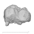 KNM-KP 35842 Australopithecus anamensis URM buccal