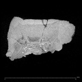 KNM-KP 35842 Australopithecus anamensis URM ct slice