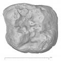 KNM-KP 35842 Australopithecus anamensis URM occlusal
