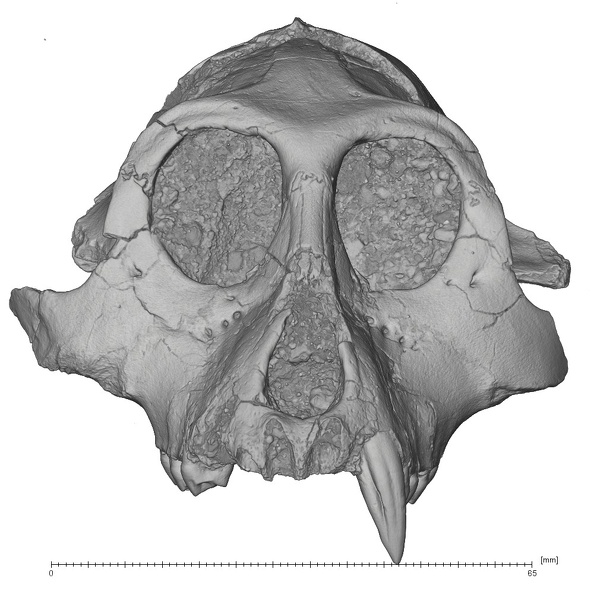 KNM-MB 29100 Victoriapithecus macinnesi cranium anterior