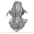 KNM-MB 29100 Victoriapithecus macinnesi cranium inferior