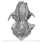 KNM-MB 29100 Victoriapithecus macinnesi cranium inferior