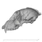KNM-MB 29100 Victoriapithecus macinnesi cranium lateral