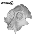 KNM-MB 29100 Victoriapithecus macinnesi cranium ply movie