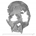 KNM-RU 7290 Ekembo heseloni cranium anterior