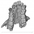 KNM-RU 7290 Ekembo heseloni maxilla inferior