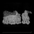 KNM-SH 8531 Samburupithecus kiptalami left maxilla ct slice