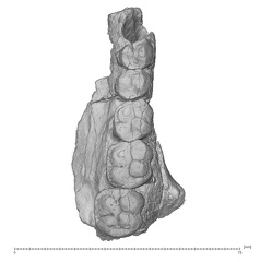 KNM-SH 8531 Samburupithecus kiptalami left maxilla inferior