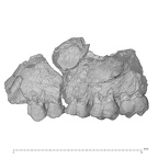 KNM-SH 8531 Samburupithecus kiptalami left maxilla lateral
