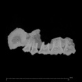 KNM-SO 700 Rangwapithecus gordoni maxilla ct slice