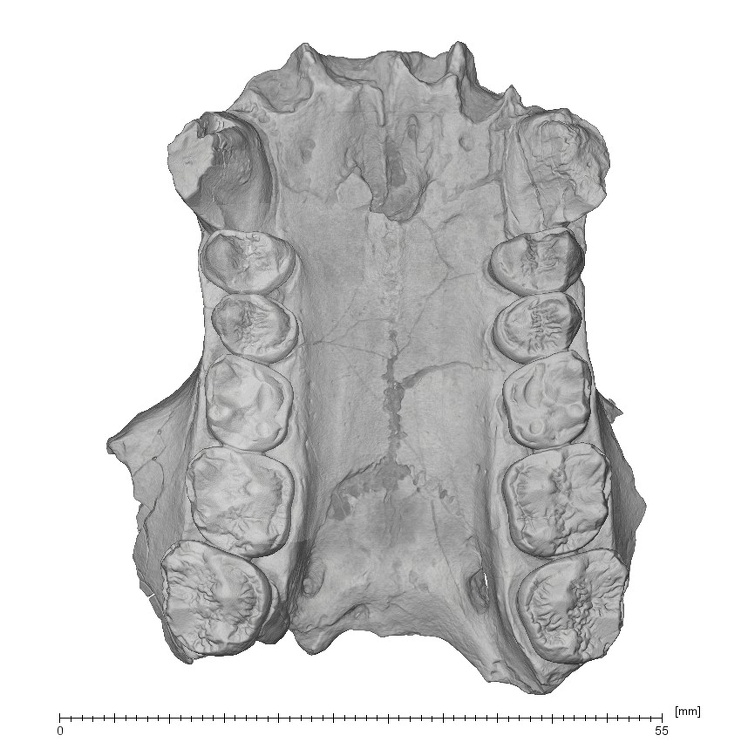KNM-SO 700 Rangwapithecus gordoni maxilla inferior