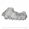 KNM-SO 700 Rangwapithecus gordoni maxilla lateral