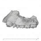 KNM-SO 700 Rangwapithecus gordoni maxilla lateral