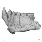 KNM-TH 28860 Equatorius africanus partial mandible LLC-LLM3 lateral