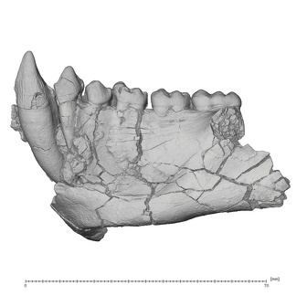 KNM-TH 28860 Equatorius africanus partial mandible LLC-LLM3 lateral