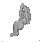KNM-TH 28860 Equatorius africanus partial mandible LLI1-LRI2 anterior