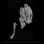 KNM-TH 28860 Equatorius africanus partial mandible LLI1-LRI2 ct slice