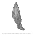 KNM-TH 28860 Equatorius africanus partial mandible LLI1-LRI2 lateral