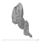 KNM-TH 28860 Equatorius africanus partial mandible LLI1-LRI2 posterior