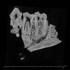 KNM-TH 28860 Equatorius africanus partial mandible LRP3-LRM1 ct slice