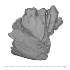 KNM-TH 28860 Equatorius africanus partial mandible LRP3-LRM1 lateral